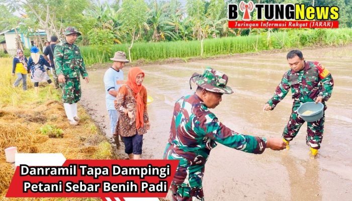 Danramil Tapa Dampingi Petani Sebar Benih Padi