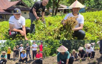 Panen Kacang Tanah di Lapas Bitung: Tumbuhkan Harapan dari Balik Jeruji