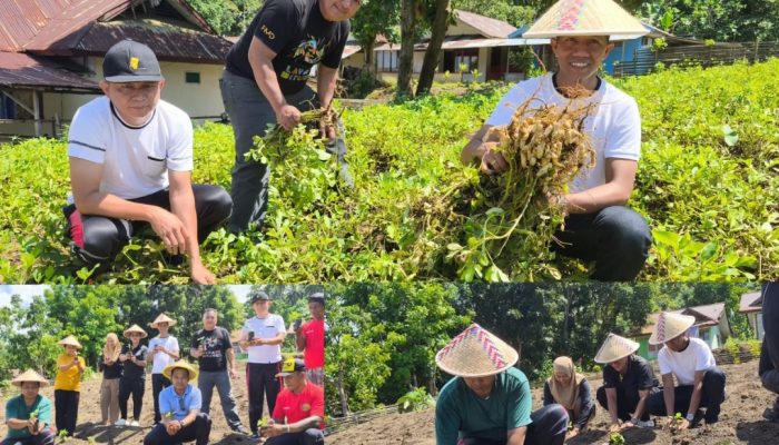 Panen Kacang Tanah di Lapas Bitung: Tumbuhkan Harapan dari Balik Jeruji
