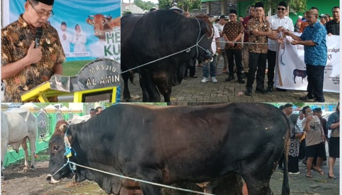 Hadiah dari Presiden untuk Pemkot Bitung : Sapi Limosin 900 Kg Sambut Idul Adha