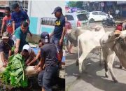 Ditahun Ketiga, Pangkalan OJEK Aces Sembelih 5 Ekor Sapi Qurban