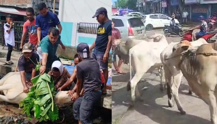Ditahun Ketiga, Pangkalan OJEK Aces Sembelih 5 Ekor Sapi Qurban