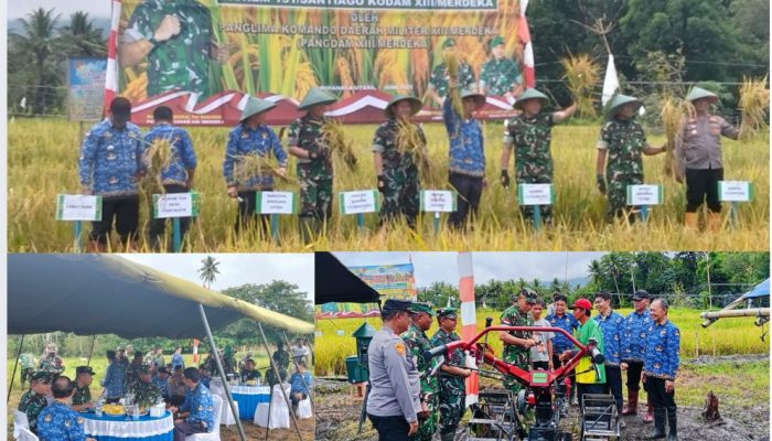 Wujudkan Swasembada Pangan, Danrem 131/Santiago Pimpinan Panen Padi Unggul diMinut